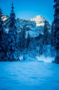 Gündüz vakti karla kaplı ağaçlarla kaplı kış ormanı