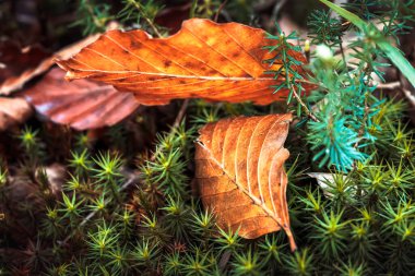 Yeşil ormanda düşen sonbahar yaprakları 
