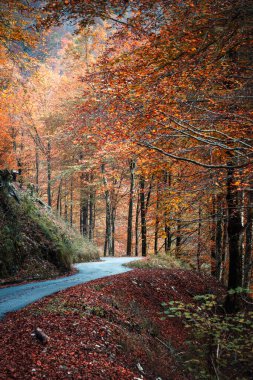Val d 'Arzino vadisinin sonbahar manzarası 