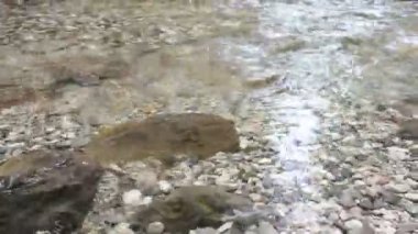 Kozjak şelaleleri. Doğal ve vahşi Slovenya. Soa Vadisi