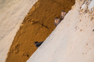 Auronzo Gölü 'nde Belluno Eyaleti' nin mimarisi. Ülkenin ve Dolomitlerin aynası..
