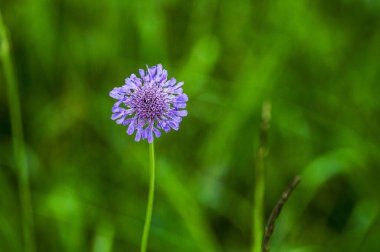 Çevre, bitki örtüsü ve doğa, yeşil çimlerde çiçek 