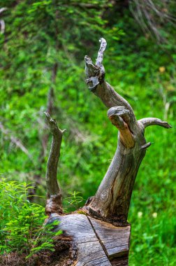 Ampezzo Dolomitlerinin çevre, bitki örtüsü ve doğası, Cristallo Dağı 'nın hakimiyetinde..