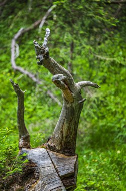 Ampezzo Dolomitlerinin çevre, bitki örtüsü ve doğası, Cristallo Dağı 'nın hakimiyetinde..