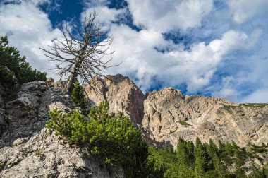 Ampezzo Dolomitlerinin çevre, bitki örtüsü ve doğası, Cristallo Dağı 'nın hakimiyetinde..