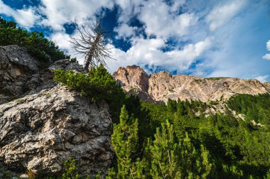 Ampezzo Dolomitlerinin çevre, bitki örtüsü ve doğası, Cristallo Dağı 'nın hakimiyetinde..