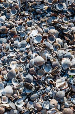Sahildeki deniz kabuklarının yakın çekimi, doğa.