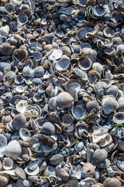 Sahildeki deniz kabuklarının yakın çekimi, doğa.