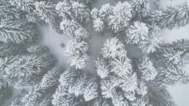 Karla kaplı ağaçlarla kaplı güzel kış manzarası 