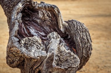 Ormandaki güzel ağacın yakın çekimi.