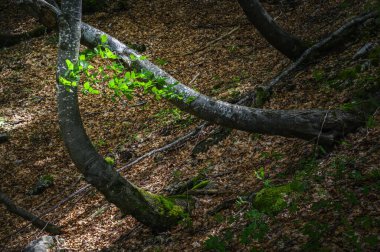 Carnic Alpleri 'nin vahşi manzarası. Creta Grauzaria