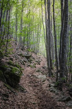 Carnic Alpleri 'nin vahşi manzarası. Creta Grauzaria