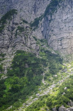 Carnic Alpleri 'nin orman ve vahşi manzaraları. Creta Grauzaria