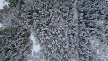 Lago del Predil, İtalya 'da buzulun yakınında bir göl.. 
