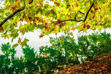 Slovenya, Bled - 16 Ekim 2024: Slovenya 'da tekneler ve mistik cazibeler arasında, Gölü' nün büyülü atmosferi sonbaharda patladı