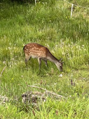 Kerry ilçesi Kenmare yakınlarında Sika geyiği. İrlanda Fawn resmi