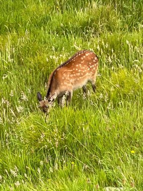 Kerry ilçesi Kenmare yakınlarında Sika geyiği. İrlanda Fawn resmi