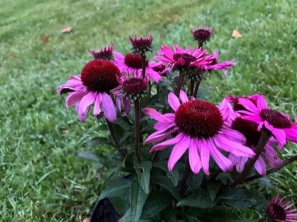 Bahçedeki pembe çiçekler İrlanda 'daki Echinacea purpurea
