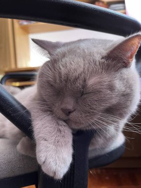 Sandalyedeki kedi İngiliz kısa havası huzur içinde uyur.