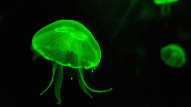Görüntü, karanlıkta yüzen iki biyolüminesans yeşil denizanasını gösteriyor. Büyük olanın altında uzun dokunaçları olan ayırt edici bir çan şekli vardır, küçük olanın ise arka planda parlayan yeşil bir küre olarak görünür. Büyüleyici.