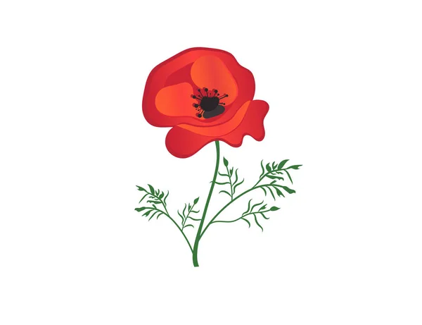 Projekt Ikony Wektor Ilustracja Kwiatu Rumianek — Wektor stockowy