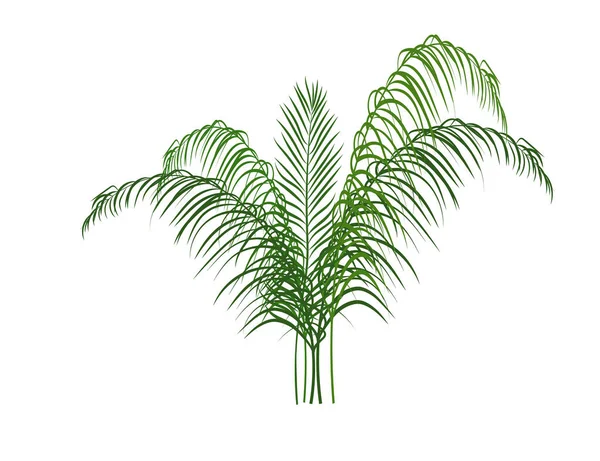 Palm Dracaena Leaf Isolated White Background Nature Vector Icon — Stock Vector