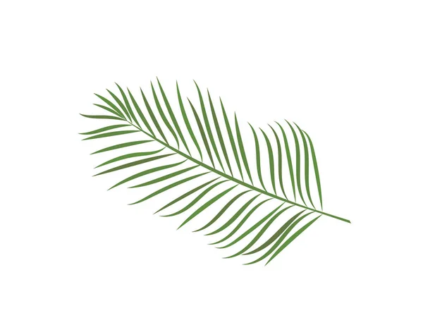 Feuille Palmier Isolée Sur Fond Blanc Nature Icône Vectorielle — Image vectorielle