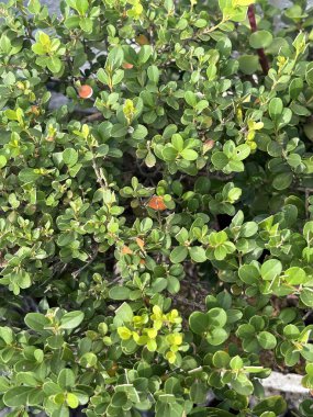 Güneşli bir günde Doğal Yeşil Ağaç