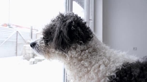 Cute Mixed Breed Dog Lying Yellow Rug Next Window Looking — Video Stock