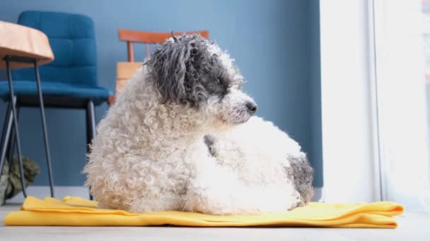 Cute Mixed Breed Dog Lying Yellow Rug Next Window Looking — Video