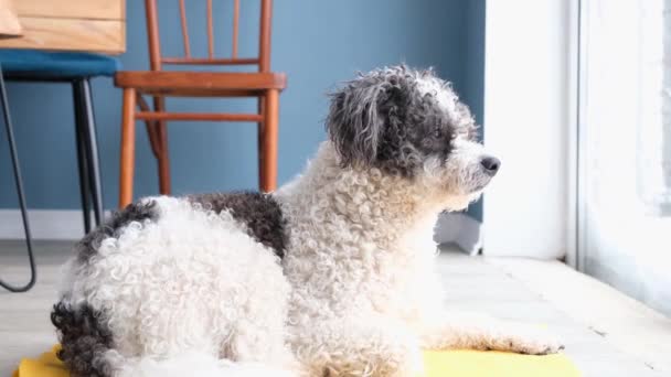 Cute Mixed Breed Dog Lying Yellow Rug Next Window Looking — Wideo stockowe