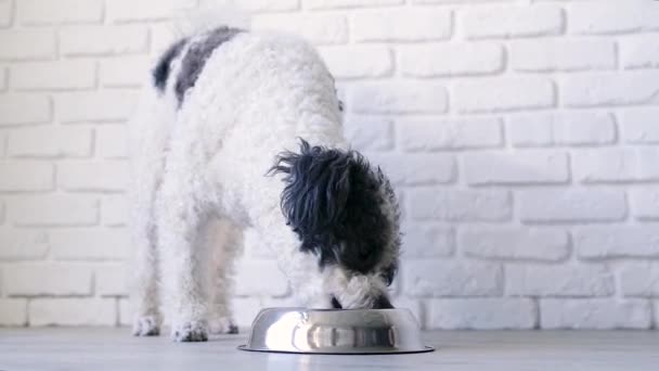 Cute Mixed Breed Dog Eating Bowl Home White Brick Wall — Stockvideo