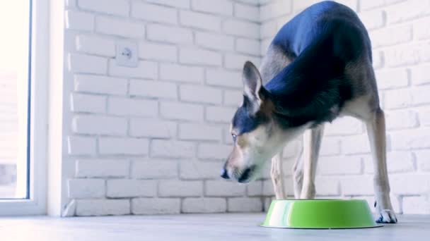 Cute Mixed Breed Dog Eating Bowl Home White Brick Wall — 图库视频影像