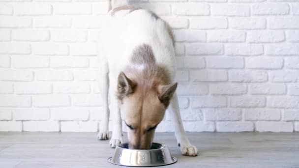 Cute Mixed Breed Dog Eating Bowl Home Lying Floor White — Wideo stockowe