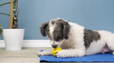 Concept pet care, playing and training. Cute mixed breed dog eating rubber food ball filled with soft dog food, lying on blue mat at home