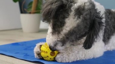 Concept pet care, playing and training. Cute mixed breed dog eating rubber food ball filled with soft dog food, lying on blue mat at home
