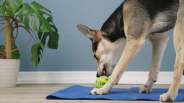 Concept pet care, playing and training. Cute mixed breed dog eating rubber food ball filled with soft dog food, lying on blue mat at home