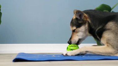 Concept pet care, playing and training. Cute mixed breed dog eating rubber food ball filled with soft dog food, lying on blue mat at home