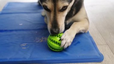 Concept pet care, playing and training. Cute mixed breed dog eating rubber food ball filled with soft dog food, lying on blue mat at home