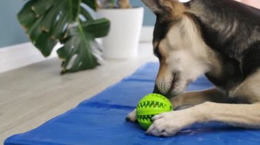 Evcil hayvan bakımı, oyun ve antrenman. Şirin melez köpek yumuşak köpek mamasıyla dolu plastik yemek topunu yiyor. Evdeki mavi paspasın üzerinde yatıyor.