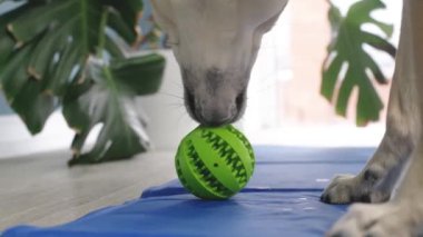 Concept pet care, playing and training. Cute mixed breed dog eating rubber food ball filled with soft dog food, lying on blue mat at home