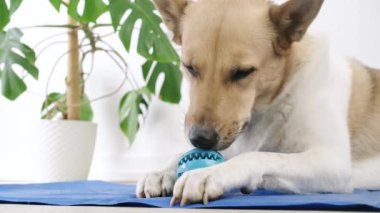 Concept pet care, playing and training. Cute mixed breed dog eating rubber food ball filled with soft dog food, lying on blue mat at home