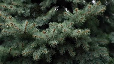Snow falling on christmas tree outdoors in snowy cloudy day, defocused