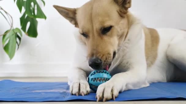 Concept Pet Care Playing Training Cute Mixed Breed Dog Eating — Video