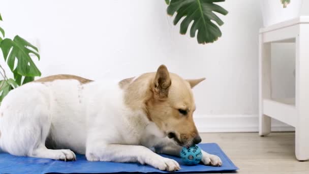 Уход Домашними Животными Игры Тренировки Милая Собака Смешанной Породы Поедающая — стоковое видео