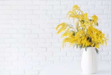 Blossom of Mimosa flower in white ceramic vase on white brick wall background with space for text. Spring concept, yellow color