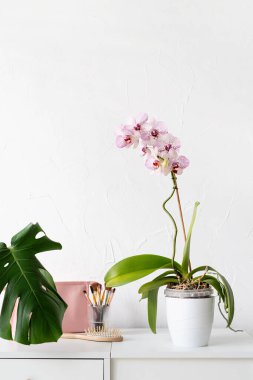 Beautiful monstera and orchid plants in a white pots on wooden table on white background. minimalism. Hipster scandinavian style room interior. Empty white wall and copy space