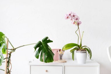 Beautiful monstera and orchid plants in a white pots on wooden table on white background. minimalism. Hipster scandinavian style room interior. Empty white wall and copy space