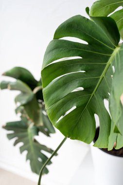 Beautiful monstera plants in a white pots on wooden table on white background. minimalism. Empty white wall and copy space