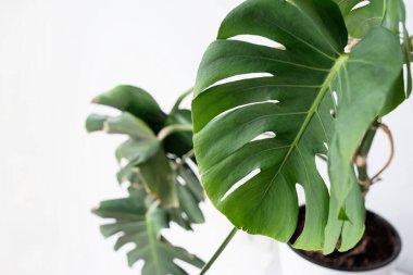 Beautiful monstera plants in a white pots on wooden table on white background. minimalism. Empty white wall and copy space